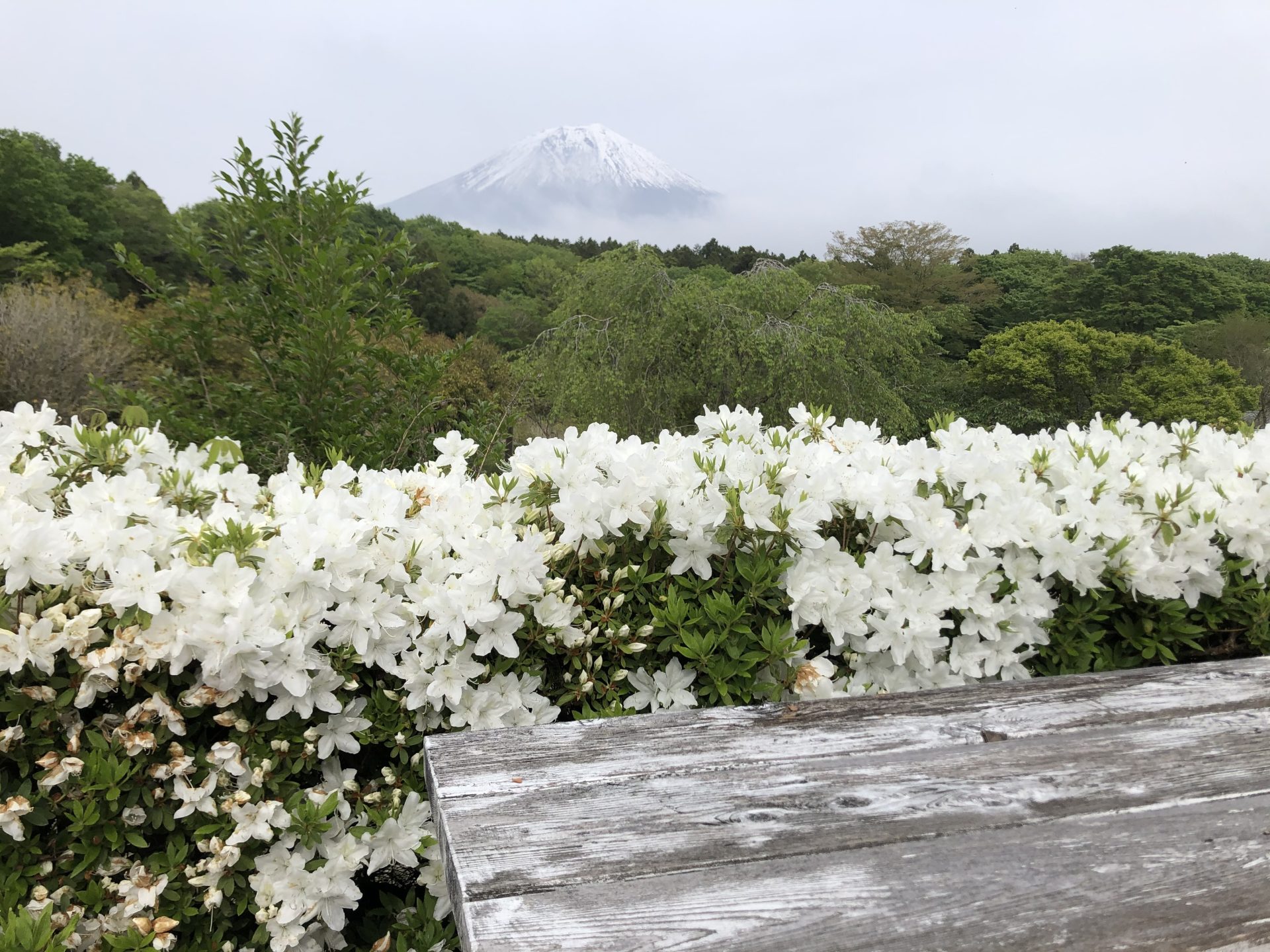 お花と富士山